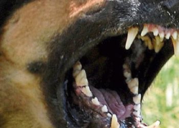 Circa 10 persoane sunt mușcate săptămânal de maidanezi, în Chișinău. Medic rabiolog: Cel mai des, oamenii sunt atacați la picioare, mâini sau față | VIDEO