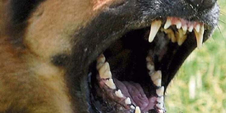 Circa 10 persoane sunt mușcate săptămânal de maidanezi, în Chișinău. Medic rabiolog: Cel mai des, oamenii sunt atacați la picioare, mâini sau față | VIDEO