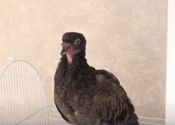 Un porumbel a devenit pasăre de casă: Înaripata și-a găsit acoperiș într-un apartament din Chișinău și nu se grăbește să ajungă din nou în stradă | VIDEO