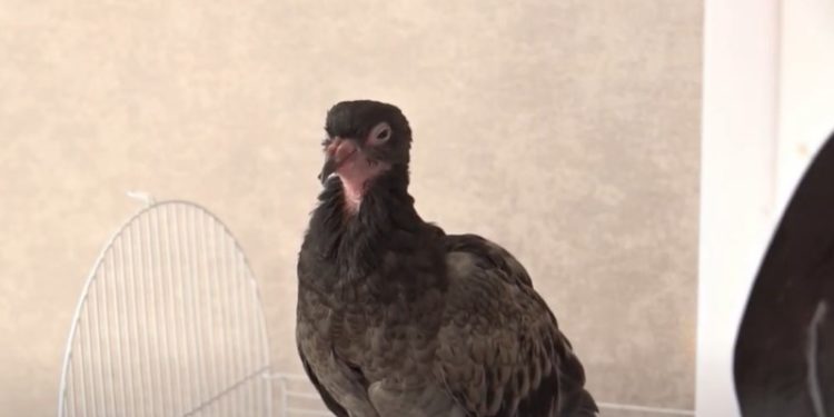 Un porumbel a devenit pasăre de casă: Înaripata și-a găsit acoperiș într-un apartament din Chișinău și nu se grăbește să ajungă din nou în stradă | VIDEO