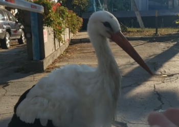 Un cocostârc rătăcit de cârdul său a rămas să ierneze la Cimişlia: Acesta locuiește în curtea primăriei | VIDEO