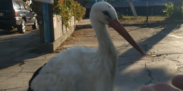 Un cocostârc rătăcit de cârdul său a rămas să ierneze la Cimişlia: Acesta locuiește în curtea primăriei | VIDEO