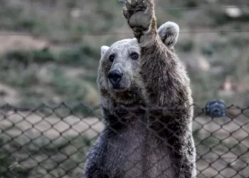 Urs împușcat în curtea unui liceu din România. Decizia a fost luată în timp ce sute de elevi se aflau la cursuri