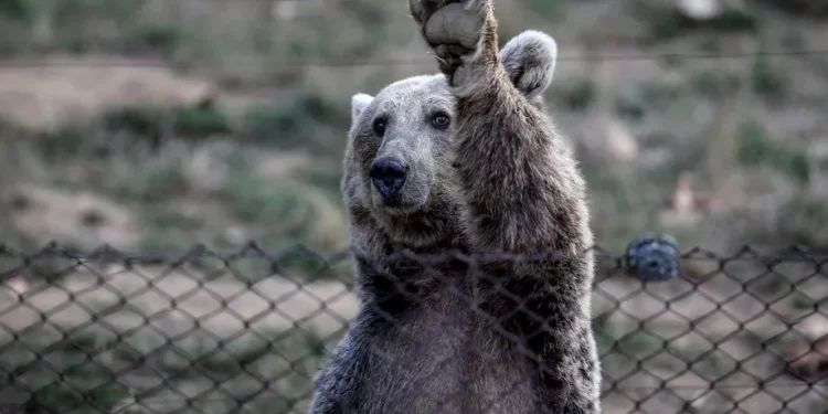 Urs împușcat în curtea unui liceu din România. Decizia a fost luată în timp ce sute de elevi se aflau la cursuri