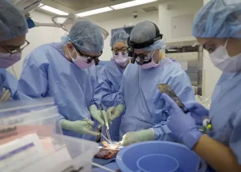 Reușită istorică în medicină: Un rinichi de porc a funcţionat normal în corpul unui bărbat timp de două luni