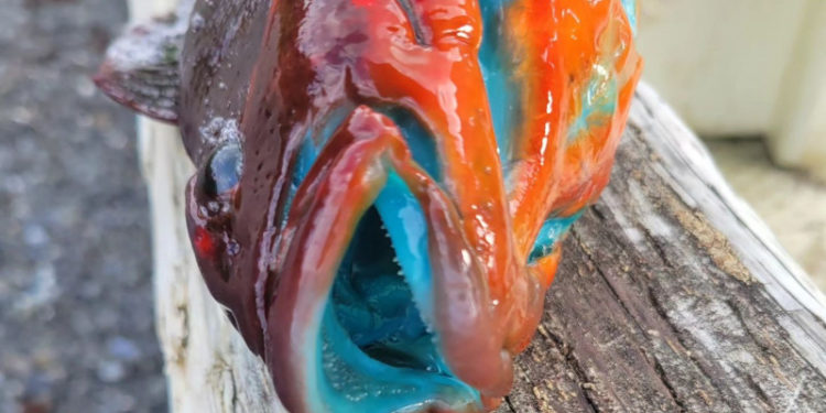 Un pescar din Alaska a prins un pește cu carnea albastră. Imaginile au devenit virale