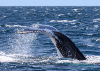 Un bărbat a murit și unul a fost rănit după ce barca le-a fost lovită de o balenă, în largul Australiei