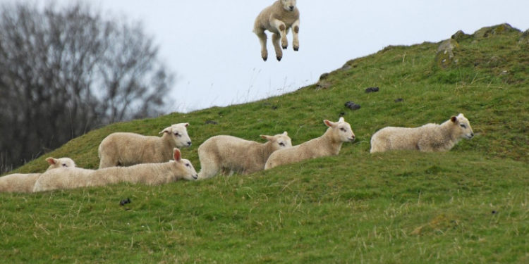 O turmă de oi din Grecia a intrat într-o seră și a mâncat 300 de kilograme de canabis: „Săreau mai sus decât caprele”