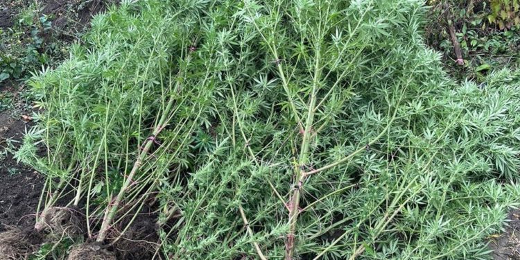 Cânepă de 1.500.000 lei în împrejurimile satului Pelinia, destinate inclusiv clienților din Bălți