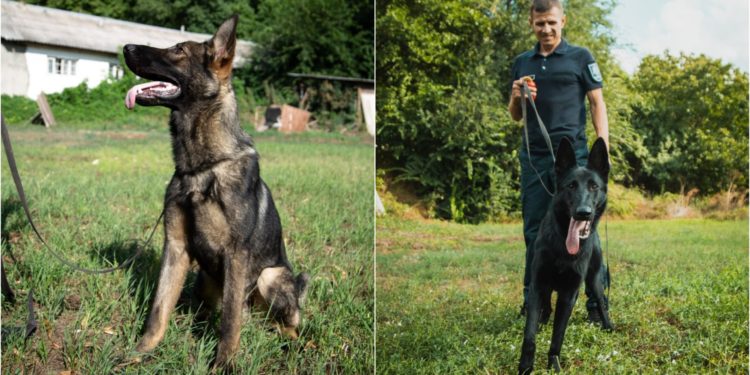 Echipele canine ale Poliției de Frontieră, completate cu doi patrupezi din Letonia – „Major” și „Mafia”