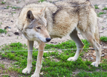 O fetiţă de 8 ani, muşcată de un lup la o Grădină Zoologică din România. Care este stare micuței