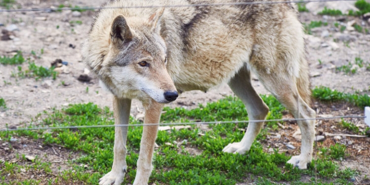 O fetiţă de 8 ani, muşcată de un lup la o Grădină Zoologică din România. Care este stare micuței