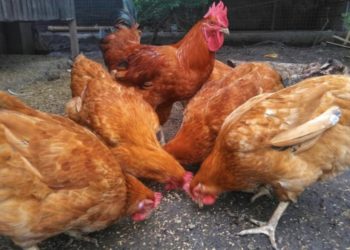 Pericol de contaminare cu Gripă Aviară în țară. Avertizările lansate de ANSA | VIDEO