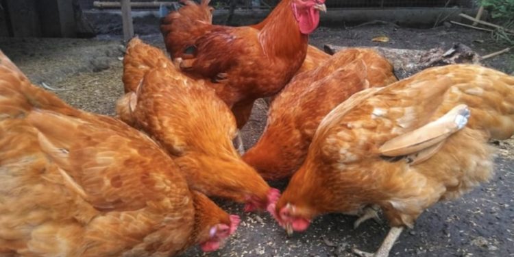 Pericol de contaminare cu Gripă Aviară în țară. Avertizările lansate de ANSA | VIDEO