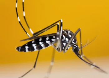 Țânțarii Tigru, purtători de boli mortale, devin o adevărată amenințare pentru oamenii din Europa. Ce spun autoritățile responsabile despre situația din Moldova | VIDEO