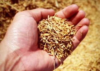 Еврокомиссия решила отменить ограничения на ввоз украинского зерна. Польша, Венгрия и Словакия продлят запрет