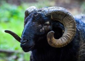 В Тирасполе баран насмерть забодал пожилого мужчину