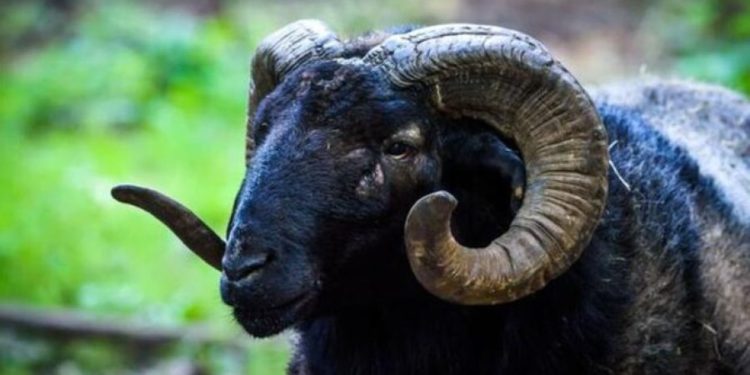 В Тирасполе баран насмерть забодал пожилого мужчину