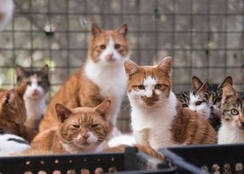 Полиция Китая спасла тысячу кошек: их хотели пустить на мясо