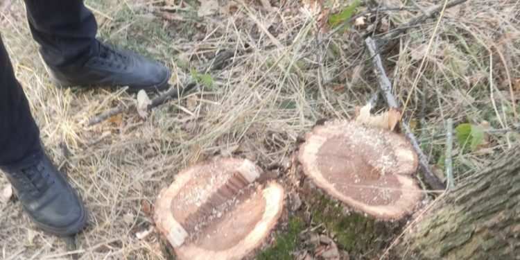 В Каушанах неизвестные спилили 31 дерево