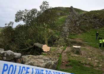 Спиленное в Великобритании «дерево Робин Гуда» разрушило объект ЮНЕСКО