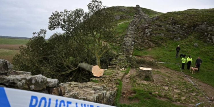 Спиленное в Великобритании «дерево Робин Гуда» разрушило объект ЮНЕСКО