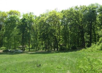 Незаконно построили домики для отдыха в Дурлештском лесу: ущерб составил более 2 млн леев