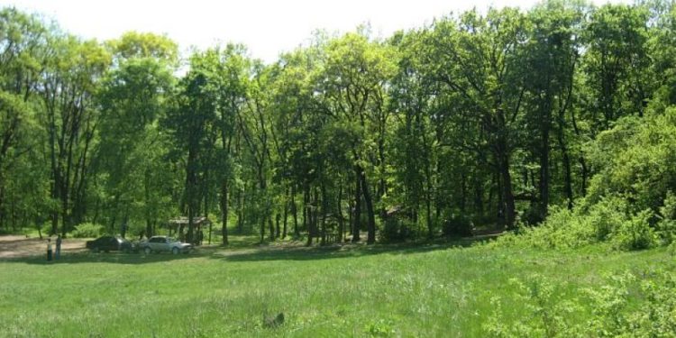 Незаконно построили домики для отдыха в Дурлештском лесу: ущерб составил более 2 млн леев