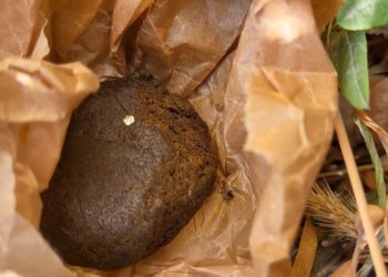 В Оргееве изъято более 1 кг гашиша. Задержаны три женщины и мужчина