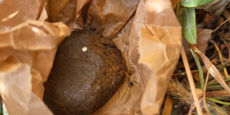 В Оргееве изъято более 1 кг гашиша. Задержаны три женщины и мужчина