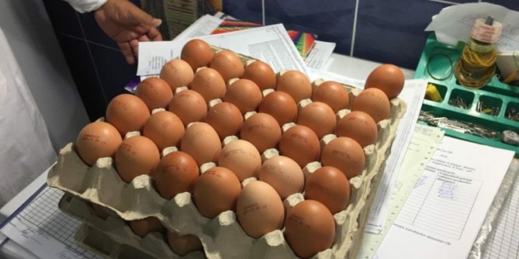 Сальмонелла в партии яиц из Дондюшан: НАПБ предупреждает