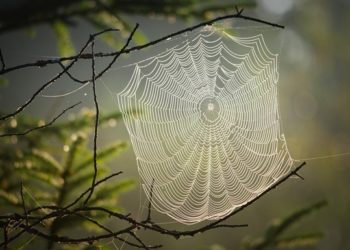 Калифорнию накрыл «дождь из пауков»