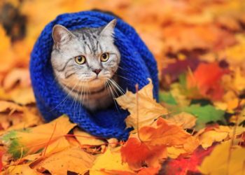 Потеплеет или похолодает? Синоптики рассказали о погоде в Молдове на выходных