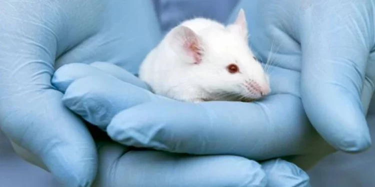 Embrioni de şoarece au fost obţinuţi în spaţiu pentru prima dată