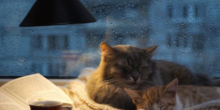 Pregătiți-vă hainele groase! Meteorologii prognozează răcirea vremii și chiar înghețuri pe parcursul nopții | VIDEO