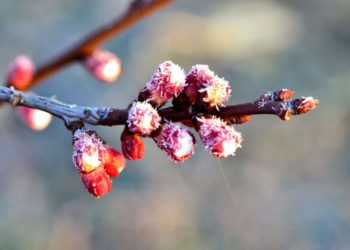 Meteorologii prognozează vânt puternic și înghețuri. Recomandările specialiștilor