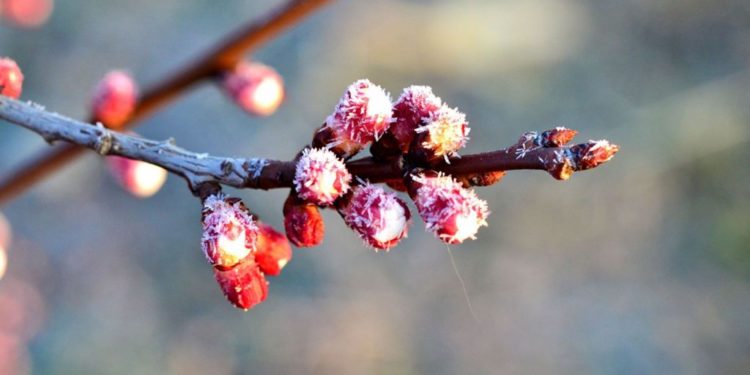 Meteorologii prognozează vânt puternic și înghețuri. Recomandările specialiștilor