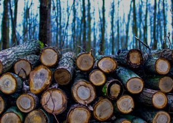 Tot mai puține lemne pentru cetățeni. Agenția „Moldsilva” înregistrează o cantitatea insuficientă pentru întreg sezon de iarnă: Totul depinde de evoluția prețului la gazele naturale | VIDEO