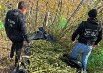 „Suspectul ascundea drogurile în butoaie îngropate în pădure”. Detalii în cazul narcoticelor de 3.000.000 de lei, depistate la Mileștii Mici | VIDEO