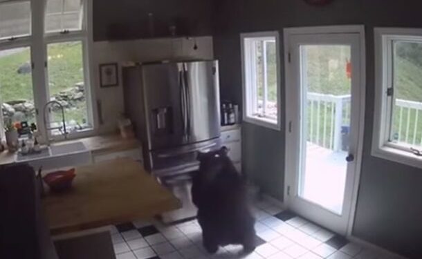 Momentul în care un urs grizzly dă buzna într-o casă din Connecticut, SUA, și ia o lasagna semipreparată din congelator | VIDEO