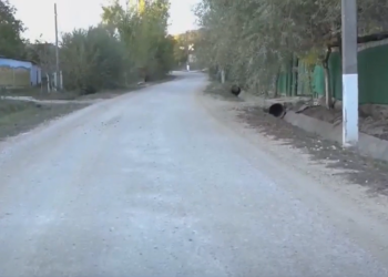 Nici măcar pe strada principală nu există asfalt. Locuitorii din satul Dereneu, Călărași, se plâng că nu au drumuri reconstruite și nici canalizare, odată ce primarul socialist nu se ține de promisiuni: „Nu am avut noroc” | VIDEO