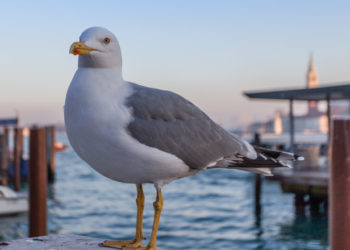 Aeroportul din Veneția s-a închis din cauza unui stol uriaș de pescăruși