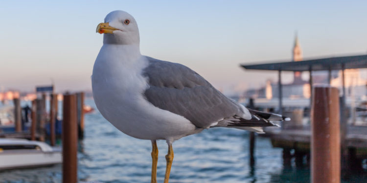 Aeroportul din Veneția s-a închis din cauza unui stol uriaș de pescăruși
