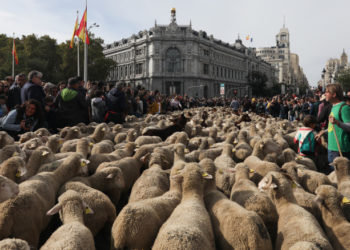 Străzile din Madrid au fost invadate de turme de oi. Procesiunea este una tradițională | VIDEO