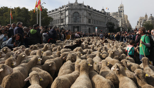 Străzile din Madrid au fost invadate de turme de oi. Procesiunea este una tradițională | VIDEO
