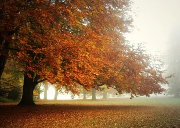 Toamna aduce nori și ploi: Furtuni ușoare și temperaturi moderate astăzi