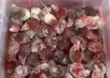 Zeci de șoareci vopsiți în culorile Palestinei au fost aruncați în restaurante McDonald’s din Anglia, în semn de protest