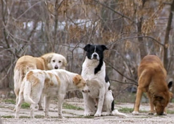 Problema câinilor vagabonzi în capitală, neschimbată nici după 4 ani de mandat al lui Ion Ceban: Până la zece oameni mușcați se înregistrează săptămânal | VIDEO