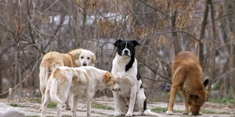 Problema câinilor vagabonzi în capitală, neschimbată nici după 4 ani de mandat al lui Ion Ceban: Până la zece oameni mușcați se înregistrează săptămânal | VIDEO